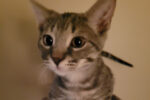 Charles, male cat for adoption