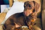 Milo. Male Dachshund for adoption