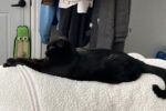 Oliver. cat needs temp foster home