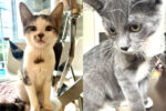 Ozzy And Ziggy. Happy Sibling Kittens. Have Found A New ..