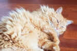 Billie, declawed, senior cat