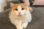 Joey. Siberian Domestic, cat for adoption