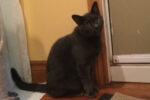 Moe, Cat for adoption. Toronto, GTA