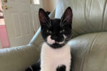 dolly. cat for adopt