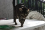 Missy. senior cat adopt