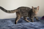 Gilbert. Playful 10 Month Old Kitten. Finds A Perfect New ..
