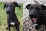 Snickers And Tank. Labrador Cross Pups. New Home Found 