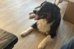 Harry, dog for adoption, bernese cross