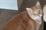 Mango. male cat for adoption