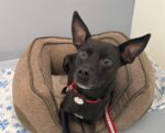 BLACKIE. Finds Forever Home With Longtime OASIS Foster Mom in ..