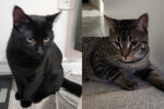 GRIFFIN and NINJA.  Together Forever In New Home. 