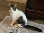 IVY. Finds Home Without Even Moving! Stays With Foster Family. 