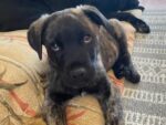 REESE. Purebred Portuguese Cattle Dog Puppy Finds Country Home 