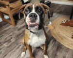 RIDLEY. Spayed and Vaxxed 16-Month-Young Purebred Boxer Finds New Home! 