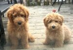 ORRIE and ZOYA. 4-Month-Old Aussiedoodles Find Forever, Together Home. 