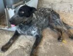 AUSSIE. Young Australian Cattle Dog From Mexico Finds Loving New ..