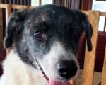 PERRO-GATO. 7-Year-Old, Friendly Terrier Mix Girl Finds New Home in ..