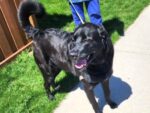 BRUNO. Neutered, Fully Vaxxed, 3-Year-Old Labrador Retriever Cross Will Be ..