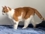 DIESEL. Fully Vaxxed, Neutered, De-Clawed Friendly Male Cat Has Found ..