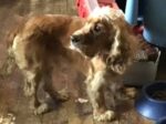 ARTHUR. Neutered, Fully Vaxxed, Friendly 1-Year-Old Cocker Spaniel Puppy Needs ..