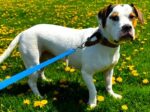 BLANCO. 3-Year-Old American Bully / French Bulldog Finds Home With ..