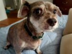 THEO Passes Over The Rainbow Bridge 