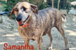 Samantha Delightful Female Rescue Dog Has Found A Forever Home 