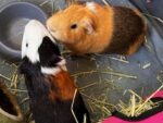 BEAN and MUNCH. Sociable Male Guinea Pig Buddies Find New ..