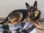 DAKOTA. Magnificent 18-Month-Old German Shepherd Girl Finds New Home in ..