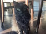 FONZIE. Gentle, Companionable Senior Cat Is Staying Put in Home ..