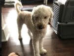 MAGGIE. Young, Playful Goldendoodle Finds New Home in Shania Twain’s ..