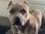 SKYE. 3-Year-Old Female Pocket Bully Finds New Home Fast – ..