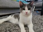 ZEUS. 8-Month-Old Playful, Gentle Male Kitten Adopted — Moving to ..