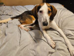CLAY. Neutered, Fully Vaxxed, Friendly and Gentle 1-Year-Old Hound Cross ..