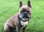 COPAIN. Neutered, Fully Vaxxed, Lively Yet Low Maintenance 2-Year-Old Boston ..