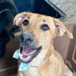 Mexican Street Dog ARCHIE Needs A Forever Home 