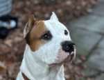 3 Year Old Doga Argentino BOJACK Needs A Forever Home 