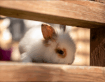 Lionhead Rabbit BUSHY Needs A Forever Home 