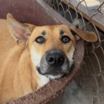 Mexican Street Dog GRACIE Needs A Forever Home 