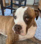 4 Year Old English/American Bulldog cross GUS Needs A Forever ..