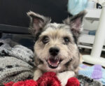 Pomeranian Chihuahua Jack Russell Mix MILO Needs A Forever Home 