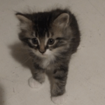 Feline NIKI and Her 3 Kittens Need Forever Homes 